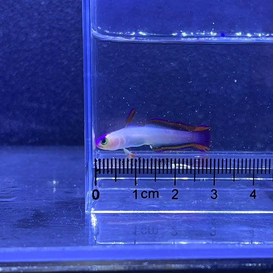 アケボノハゼ