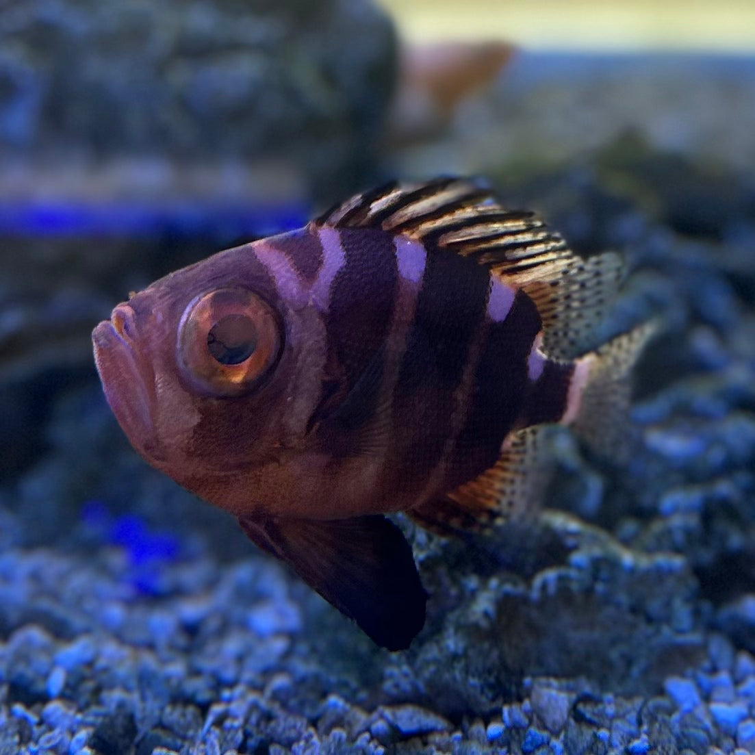 魚　魚　魚　魚　　　　魚 魚魚魚 （GyoGyoGyo）のご予約 - 伏見桃山/海鮮 | 食べログ