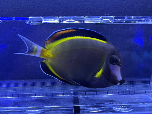 ナミダクロハギ