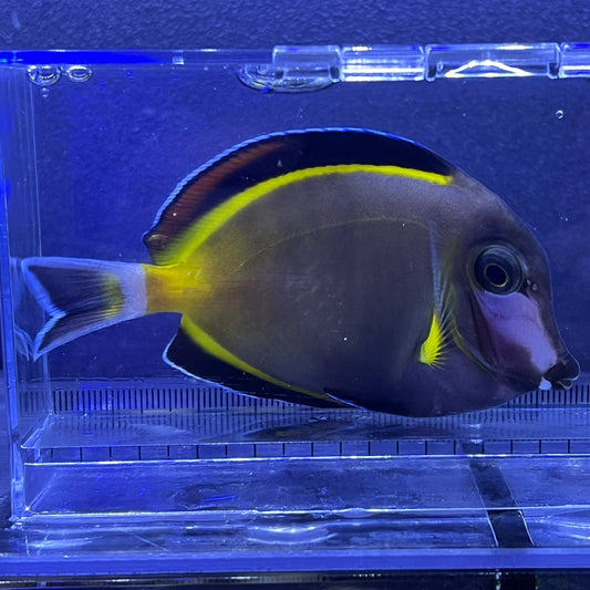 ナミダクロハギ