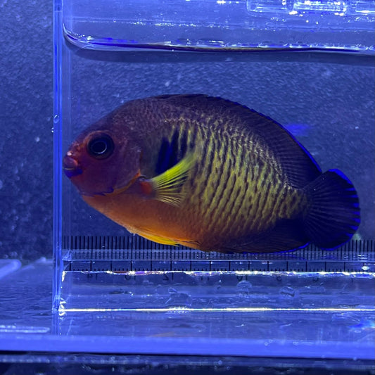ルリヤッコ