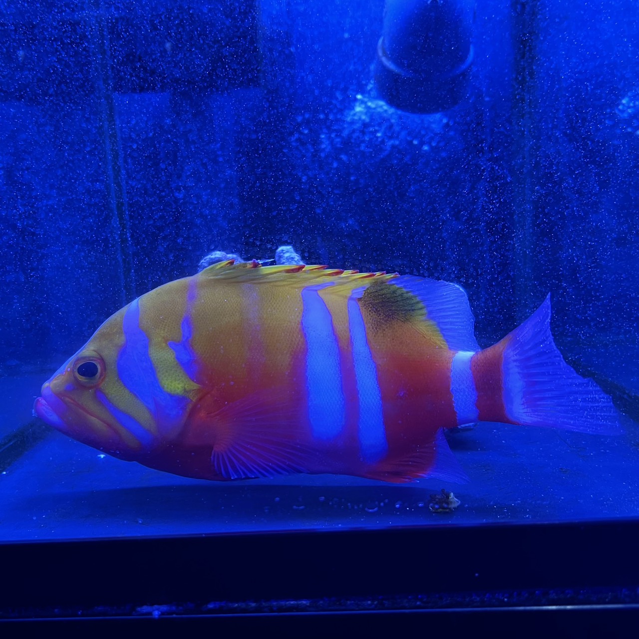 海水魚 - レア魚・珍魚 – FISH UP
