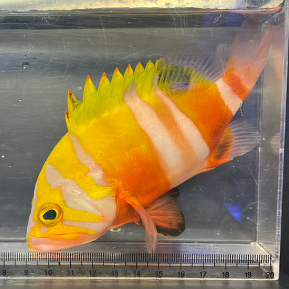 シマハタ（Cephalopholis igarashiensis）02