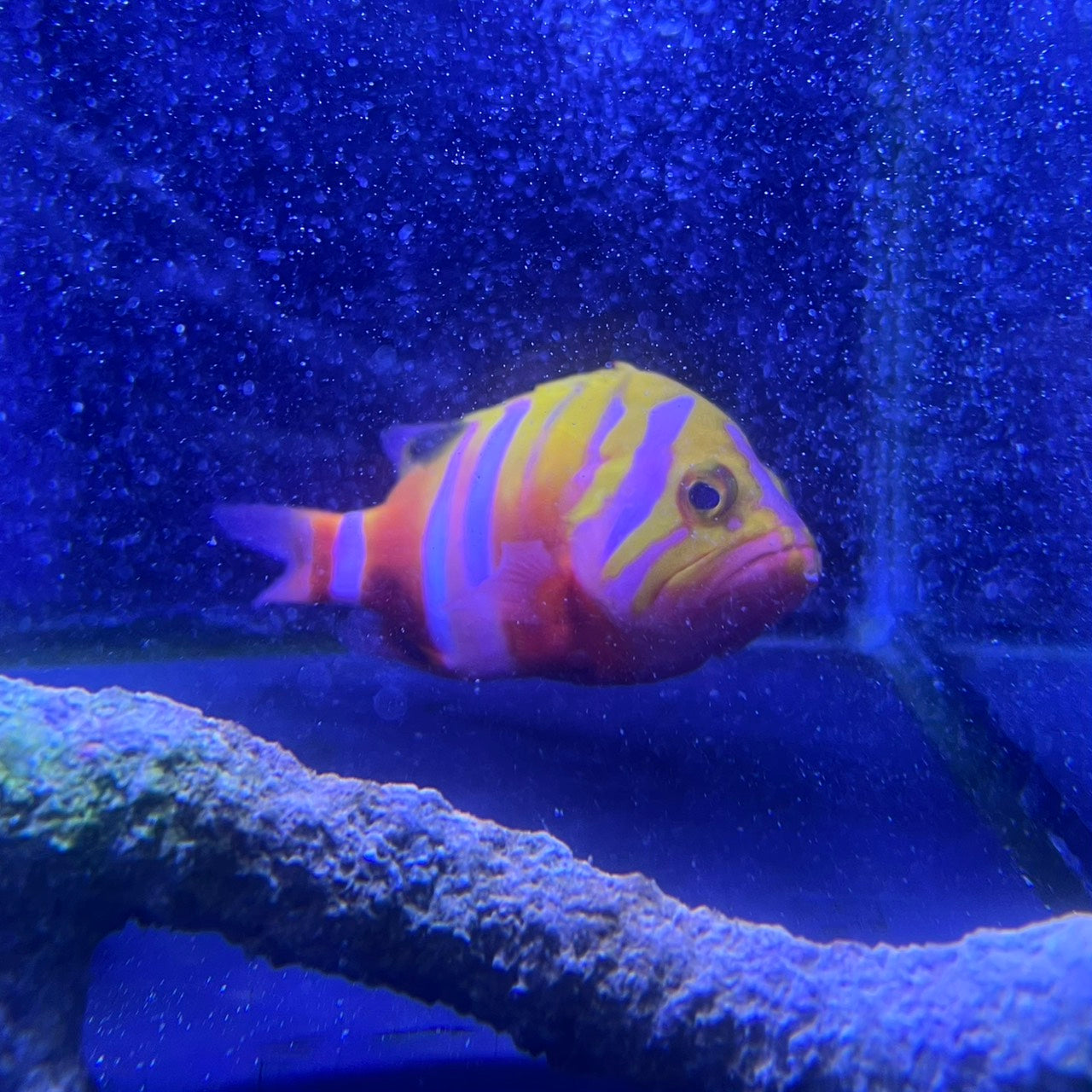シマハタ（Cephalopholis igarashiensis）02