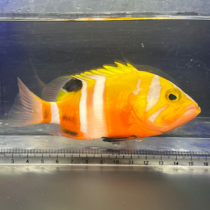 シマハタ（Cephalopholis igarashiensis）03