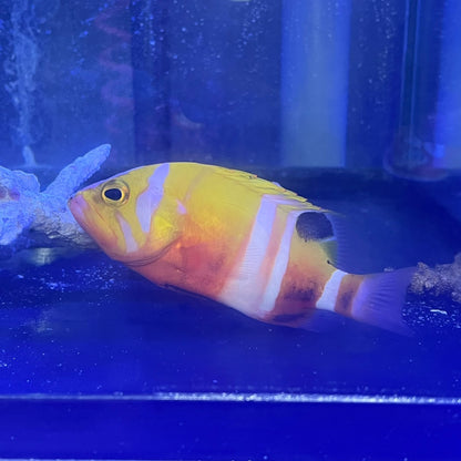 シマハタ（Cephalopholis igarashiensis）03