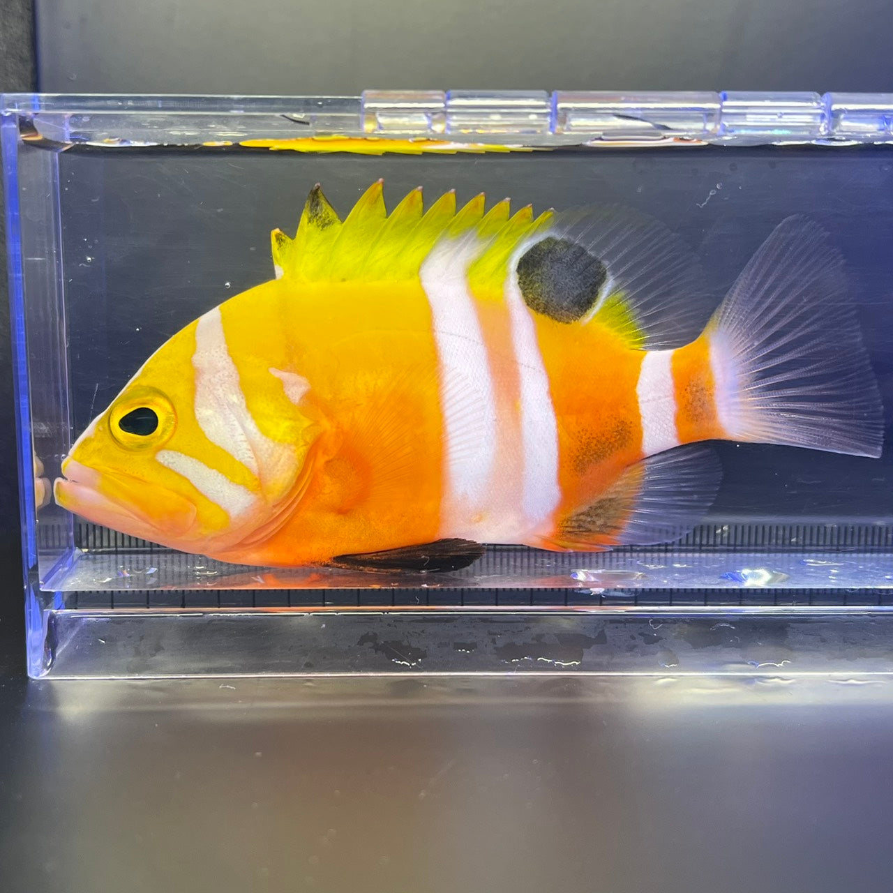 シマハタ（Cephalopholis igarashiensis）04