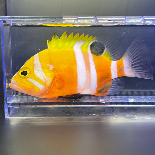 シマハタ（Cephalopholis igarashiensis）04