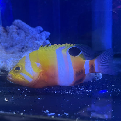 シマハタ（Cephalopholis igarashiensis）04