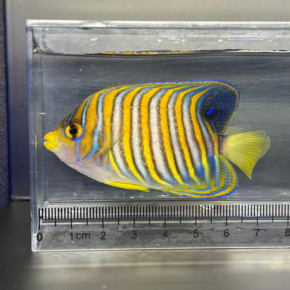 ニシキヤッコ幼魚