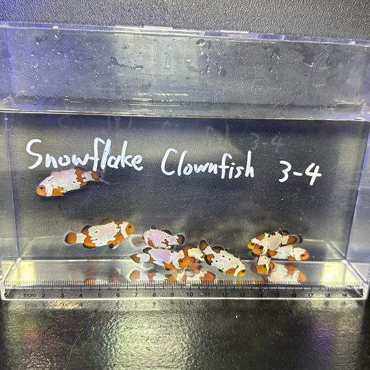 Snowflake Clowns  fish3~4	㎝±