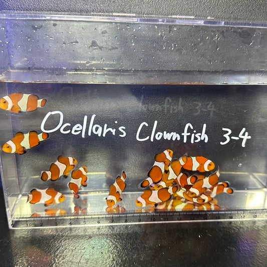 Ocellaris Clownfish3～4㎝±