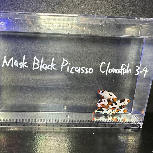 Mask Black Picasso Clownfish	3～4㎝±