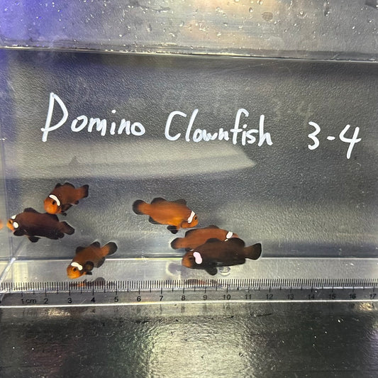 Domino Clownfish3～4㎝±