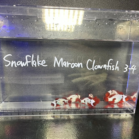 Snowflake Maroon Clownfish3～4㎝±