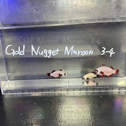 Gold Nugget Maroon3～4㎝±