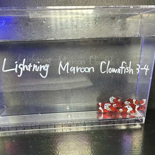Lightning Maroon	Clownfish3～4㎝±