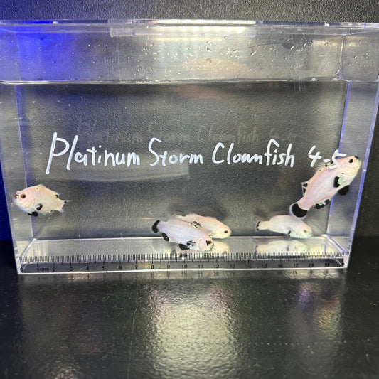 Platinum Storm Clownfish4～5㎝±
