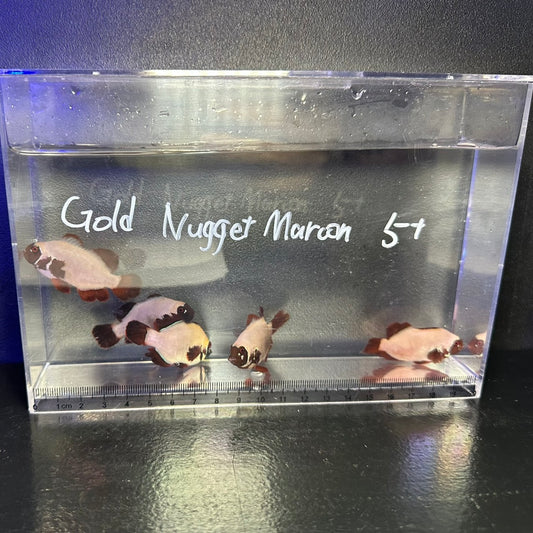 Gold Nugget Maroon5㎝±