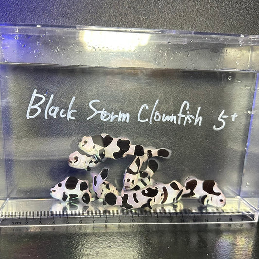 Black Storm Clownfish	5㎝±