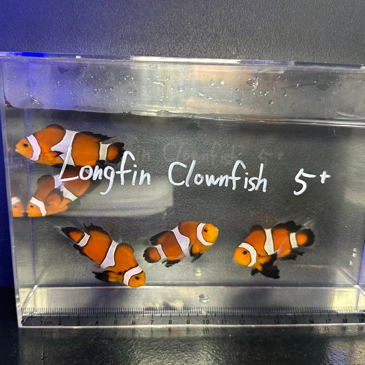 Longfin Clownfish	5㎝±