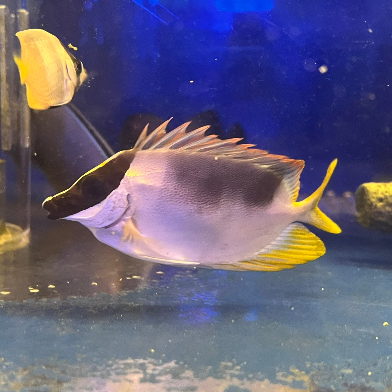 海水魚 – FISH UP