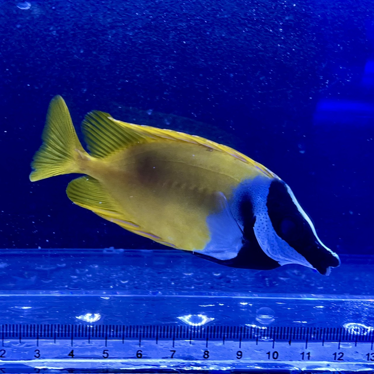海水魚 – FISH UP