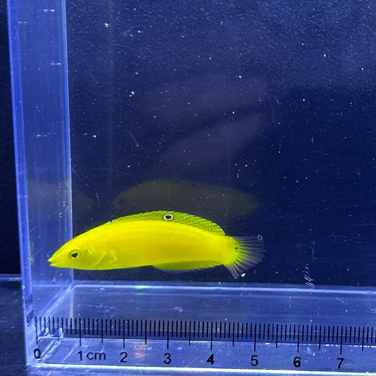 コガネキュウセン