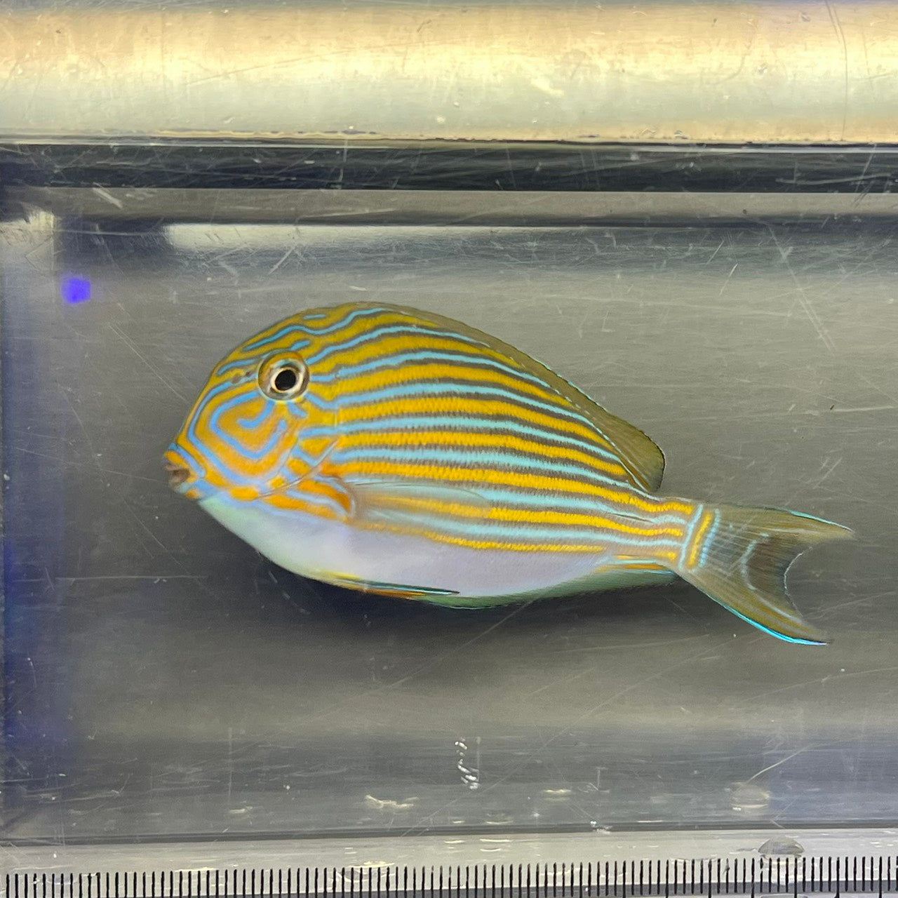 海水魚 – FISH UP 海水魚 – FISH UP