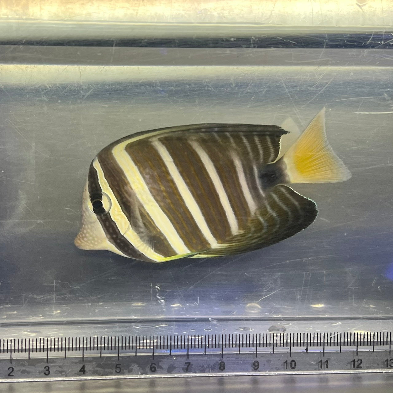 海水魚 – FISH UP