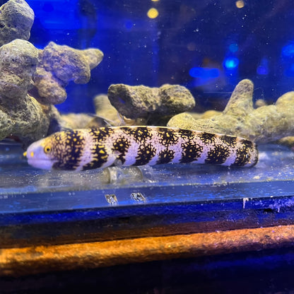クモウツボ