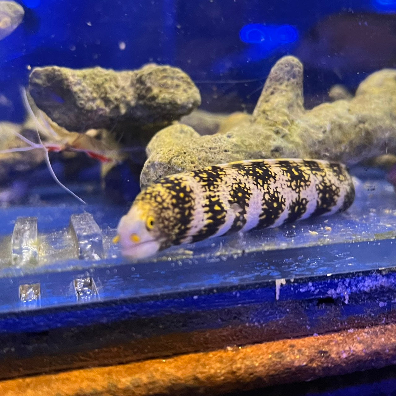 海水魚 – FISH UP