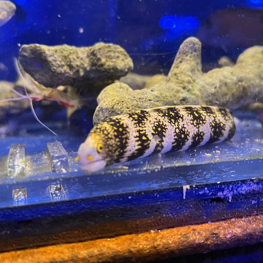クモウツボ