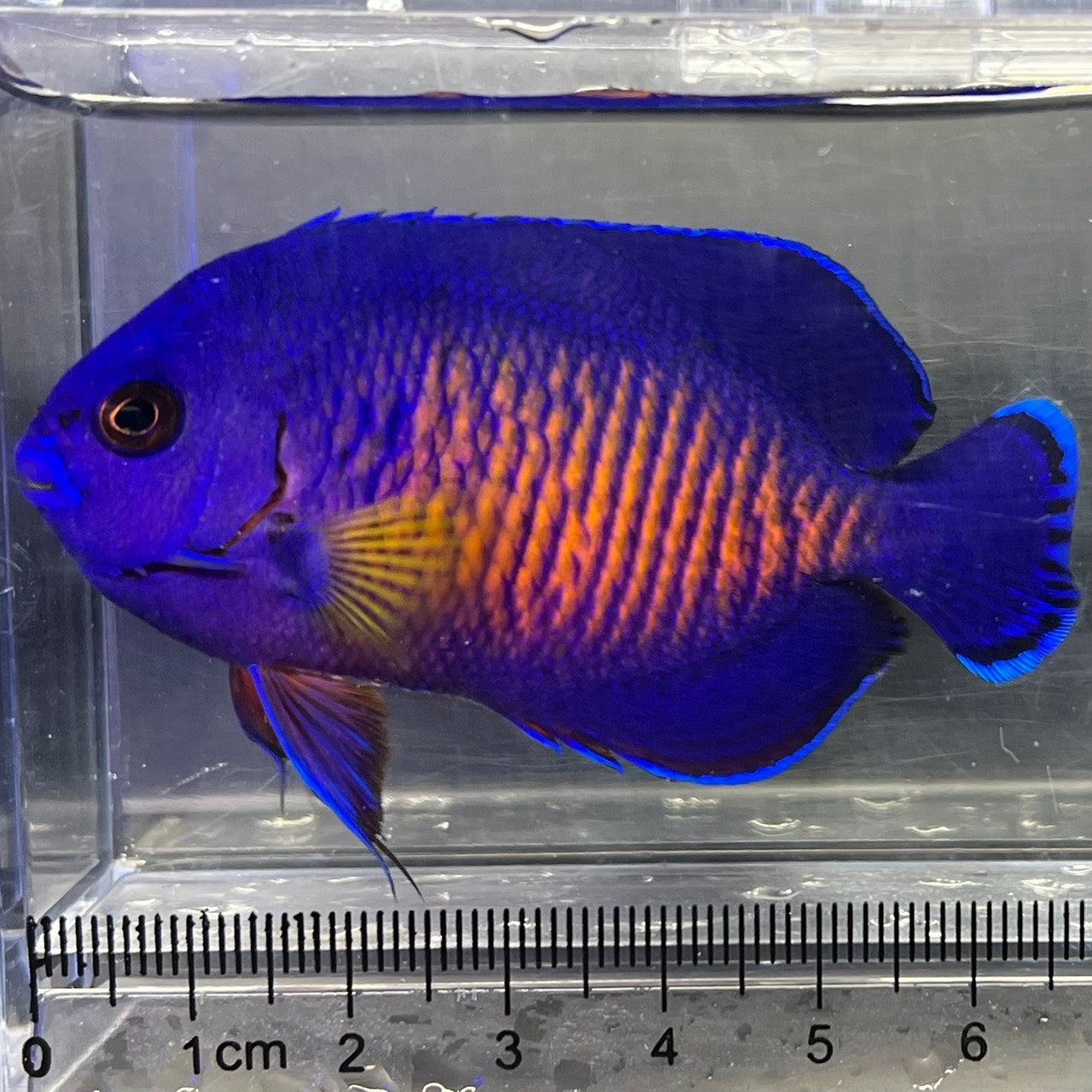海水魚 - ヤッコ – FISH UP