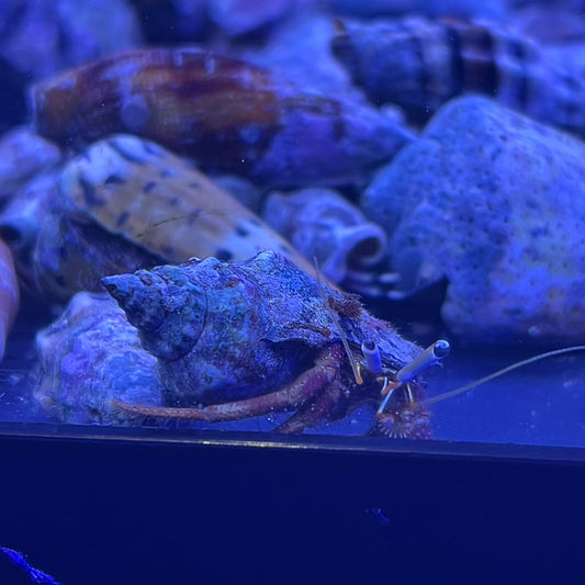 ヤドカリ