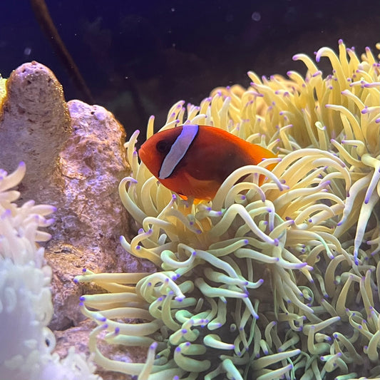 トマトクラウンフィッシュ