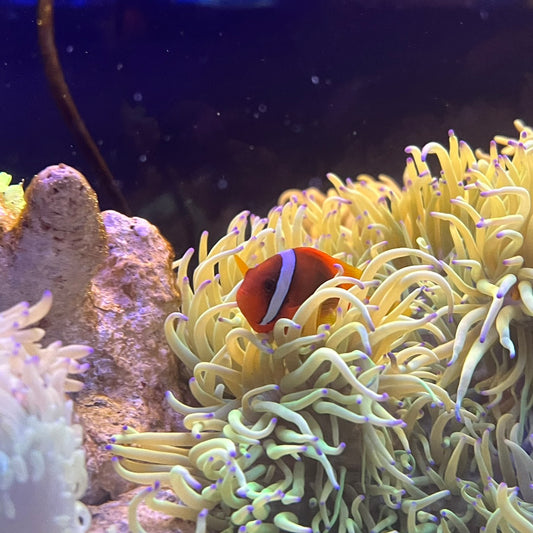 トマトクラウンフィッシュ