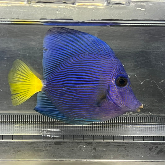 パープルタン