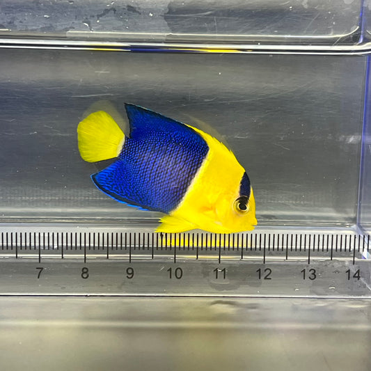 ソメワケヤッコ