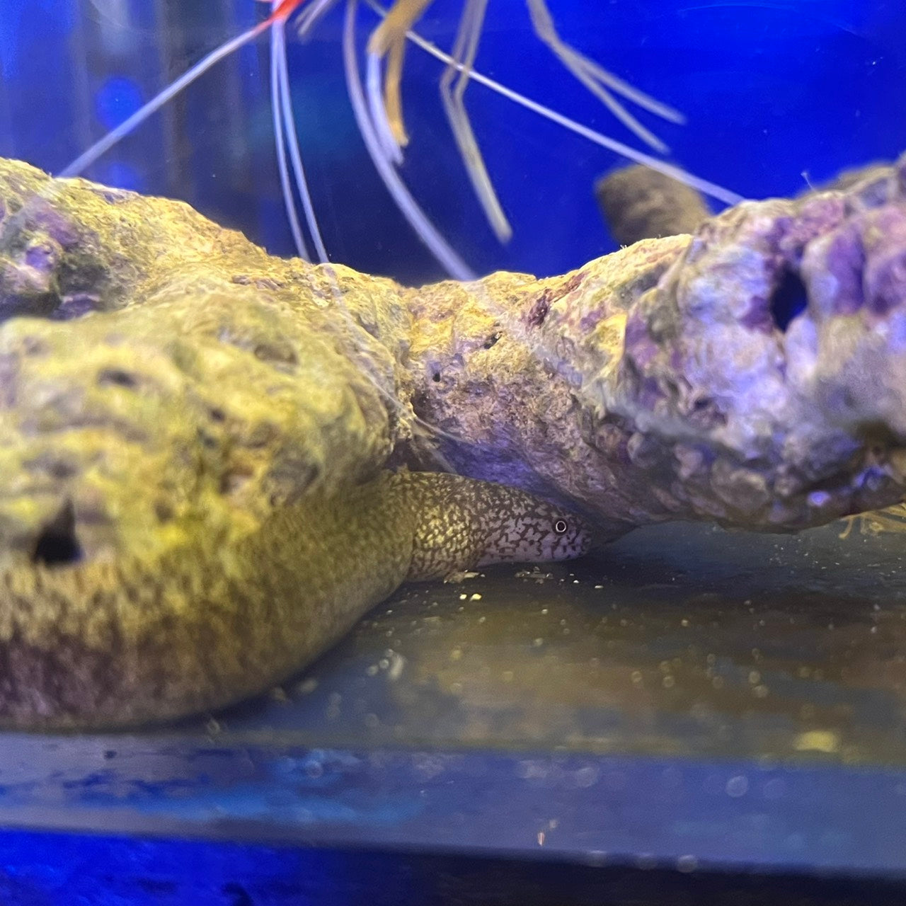 モバウツボ