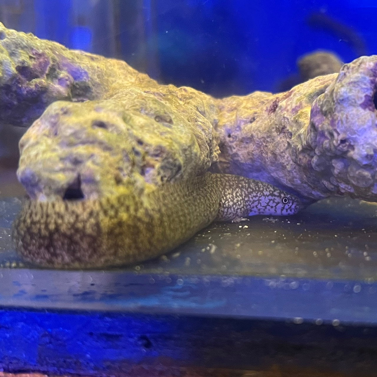 モバウツボ