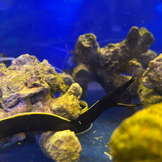 ハナヒゲウツボブラック