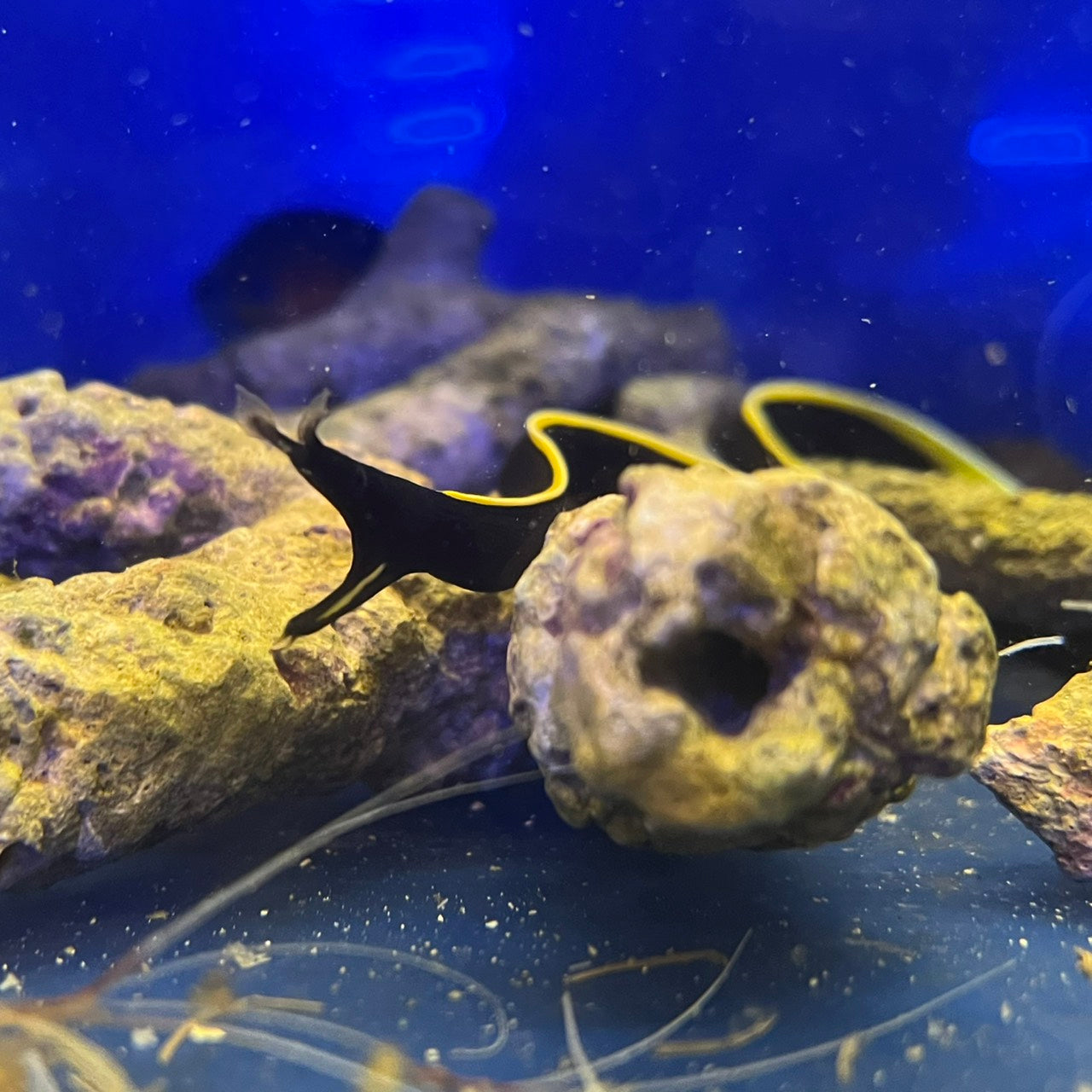 ハナヒゲウツボブラック