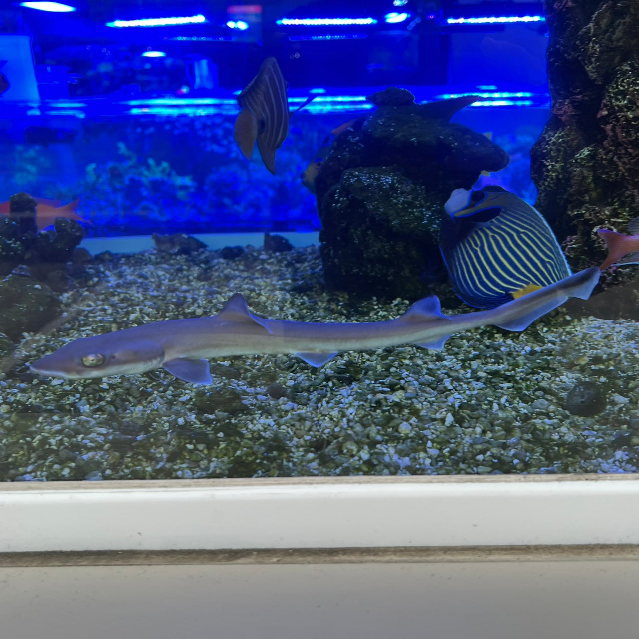 シロザメ