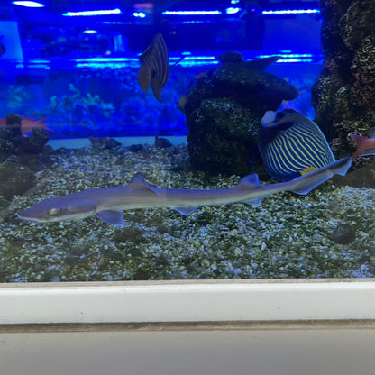 シロザメ