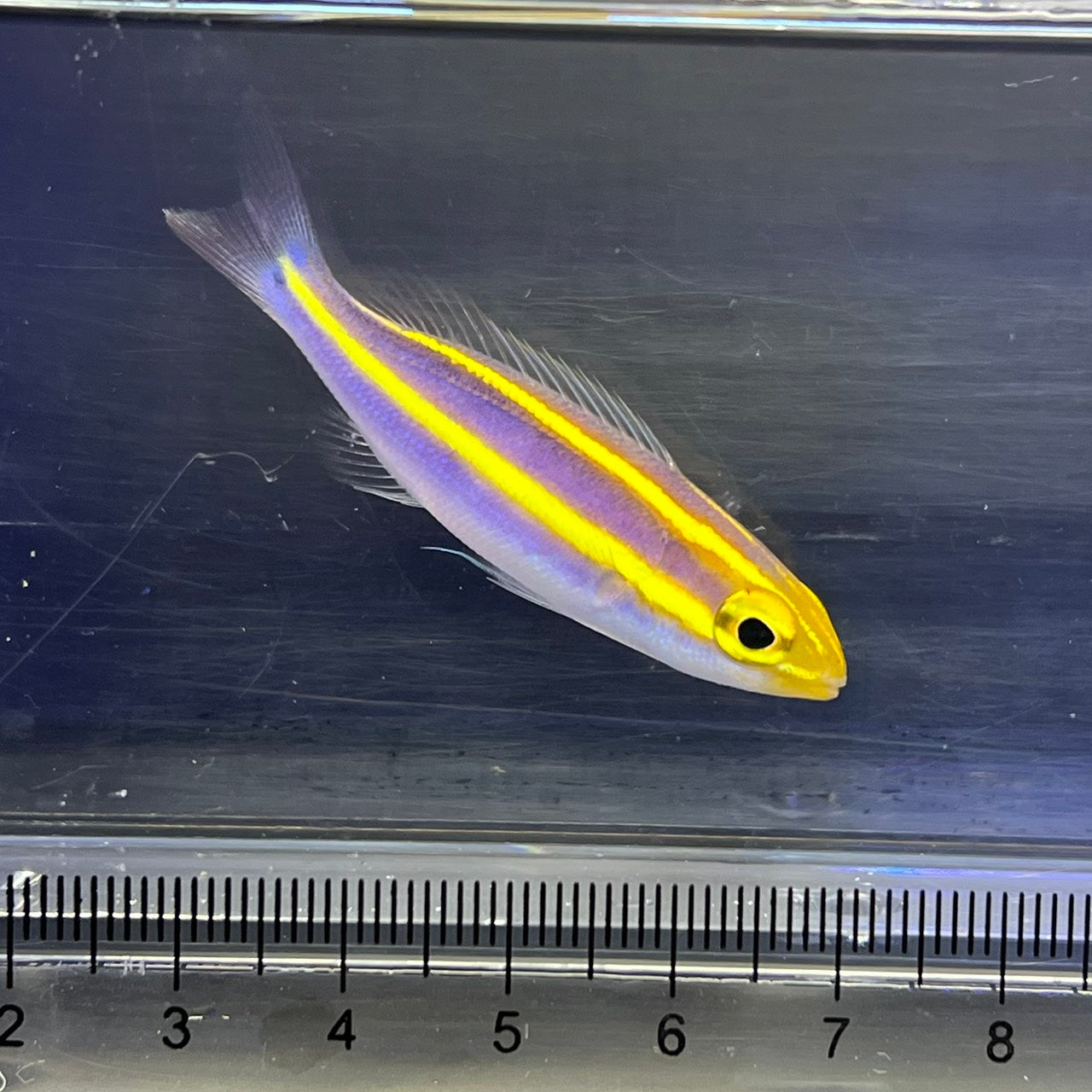 キツネウオ（バナナ）幼魚