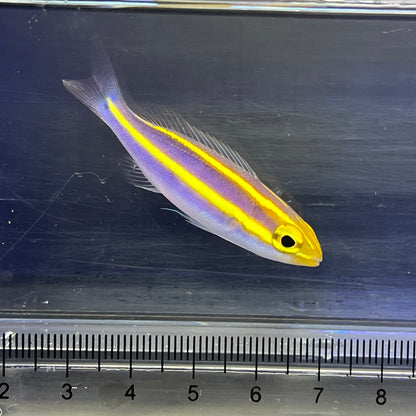 キツネウオ（バナナ）幼魚