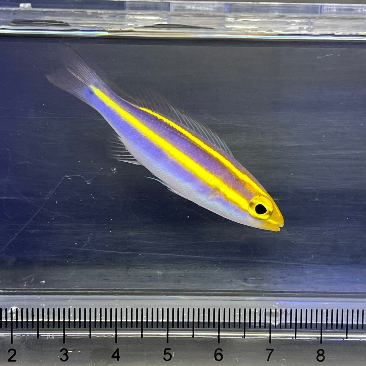 キツネウオ（バナナ）幼魚