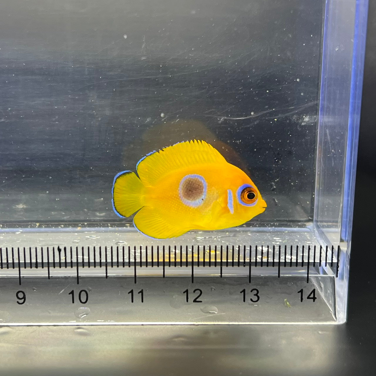 レモンピール幼魚