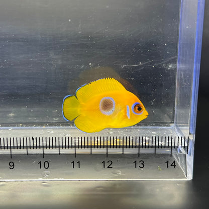 レモンピール幼魚